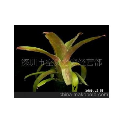 积水凤梨-水塔花属盆景