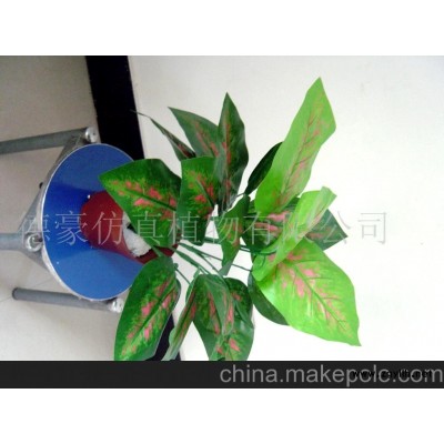 大量供应盆景(图)