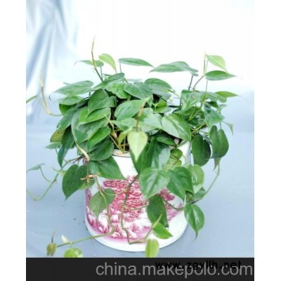 绿植出租、花木出租、植物租赁、租花