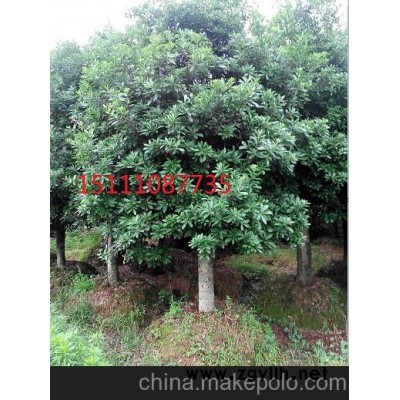 出售单杆10－12－15－20公分移栽杨梅树 大规格红枫造型树