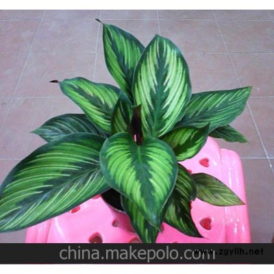 批发小盆栽 桌面竹芋类植物 魅力之星（90#）