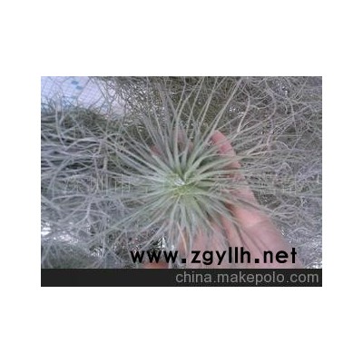 空凤-大白毛微型盆景