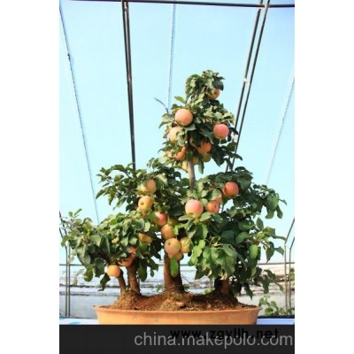 长期供应果树盆景