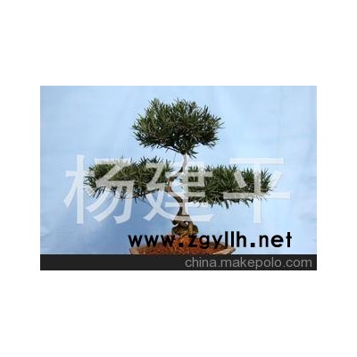 云南昆明大理精品造型罗汉松树木盆景图片种苗圃园艺基地