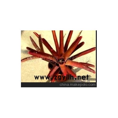 积水凤梨-稀有红叶盆景