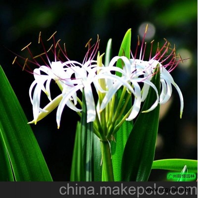 办公室推荐养的植物