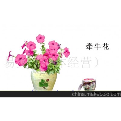 太太花园 小花农 梦花园 迷你花草/迷你花-牵牛花