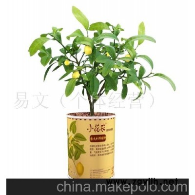 小花农又出新品了美之林迷你盆栽迷你植物-意大利柠檬