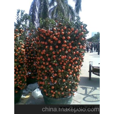 广州批发年桔，四季桔，朱砂桔