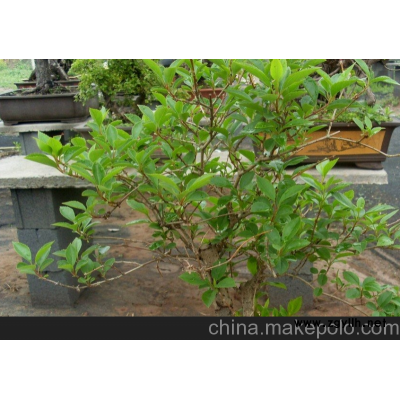 森业花木出售 连翘盆景 各种小型盆盆栽 树桩盆景