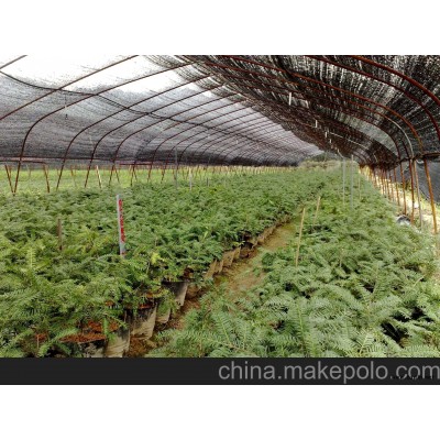 净化空气植物香榧盆景，香榧古桩，香榧嫁接盆景