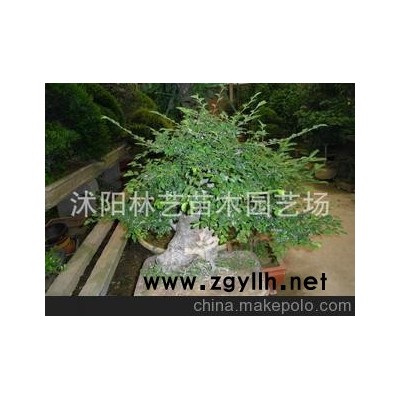 实物拍摄 榆树树桩盆景 居家办公盆景 观叶类盆景