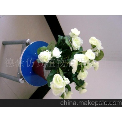 大量供应盆花(图)