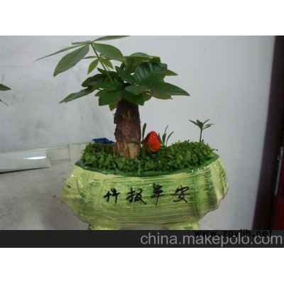 桌上美景，发财树盆景