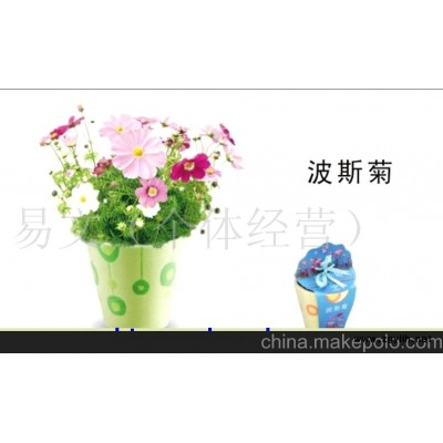 小花农 梦花园迷你花草/迷你盆栽/迷你花卉-猫儿脸