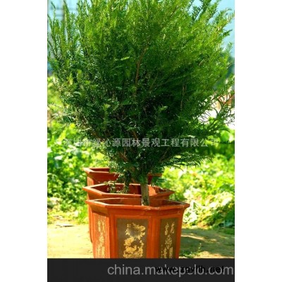 红豆杉、红豆杉盆景