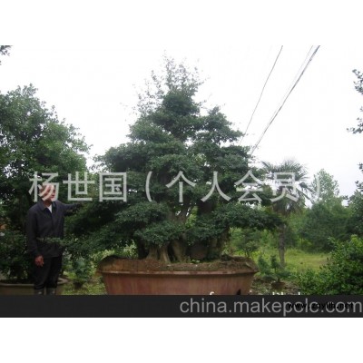 对节;白腊;盆景