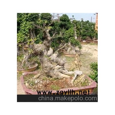 怪根榕树盆景