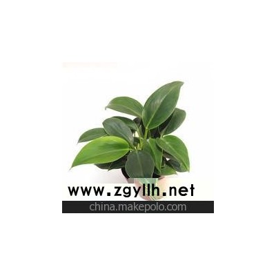 特价办公室迷你花卉A120杯金钻蔓绿绒 广州花卉植物小盆批发