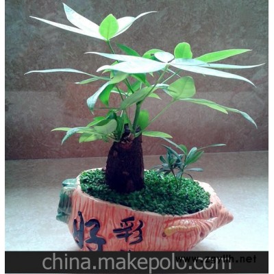 批发供应小盆栽迷你植物小盆景台湾小森林/好彩头（发财树）