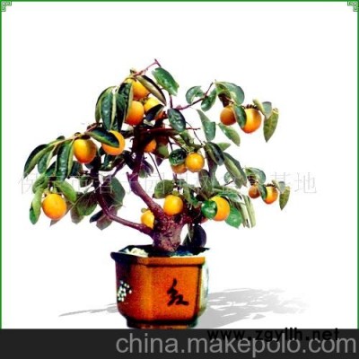 柿树盆景