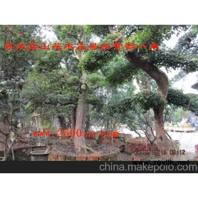 瓜子黄杨、桂花、对节白蜡等古树和盆景