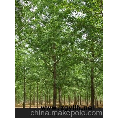 一年生银杏小苗价格/海鸥银杏供/银杏树价格表/一年生银杏小苗价格