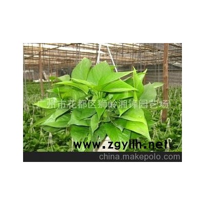 长期供应纯青180#优质绿萝吊兰