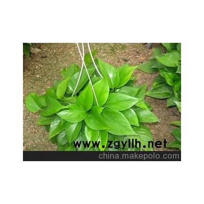 基地批发湘锋牌180型青叶绿萝吊兰