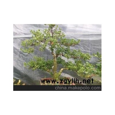 精品花卉盆景 黄杨盆景