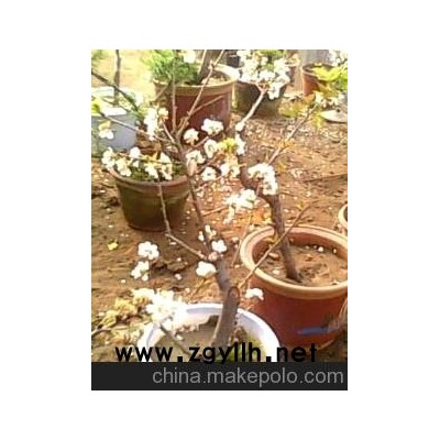 大樱桃盆景，梨树盆景苹果盆景