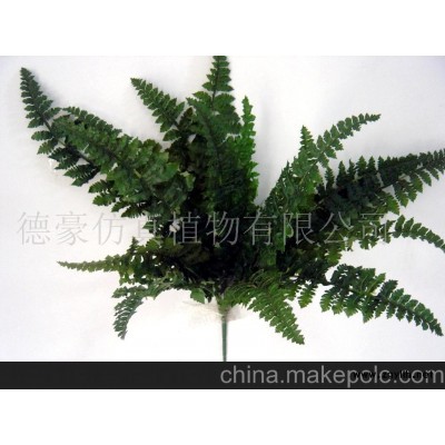 大量供应波斯草盆景(图)