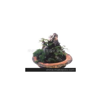 盆景 室内盆景 山水盆景