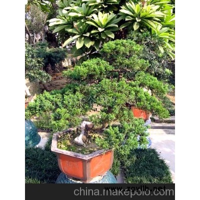真柏盆景