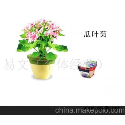 太太花园小花农 梦花园 迷你花草/迷你盆栽-瓜叶菊