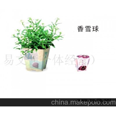 小花农 梦花园迷你花草/迷你盆栽/迷你花卉-香雪球
