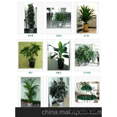 天河区植物花卉租赁