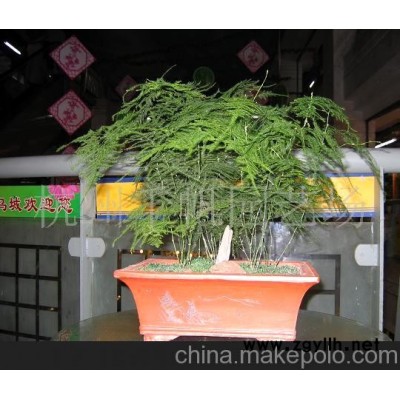 文竹盆景