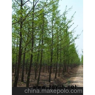 山东银杏实生树/海鸥银杏供/最新银杏树报/山东银杏实生树