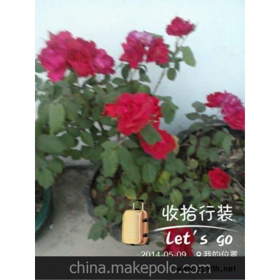 盆景玫瑰 盆景月季 云南玫瑰盆景