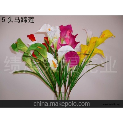 供应5头马蹄莲(图)