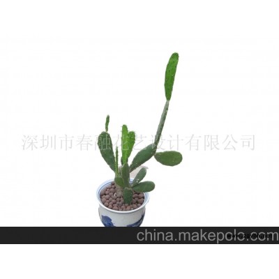 仙人掌盆景