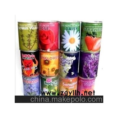 厂家直销易拉罐花卉一含羞草 桌面创意微型迷你植物 花卉盆景盆栽