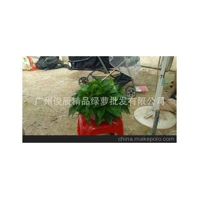 广州俊辰批发11月份精品绿萝