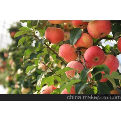 保定供应果树盆景