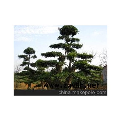 供应大型 杜英造型盆景