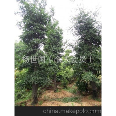 金弹子 刺冬青 树 树桩 大型盆景