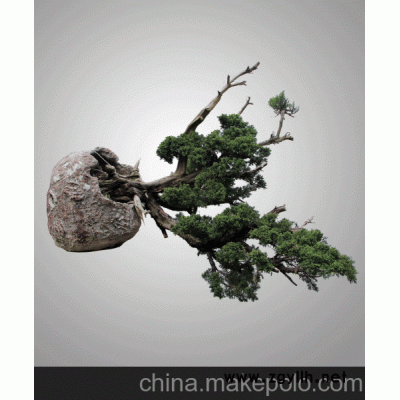 精品五针松盆景
