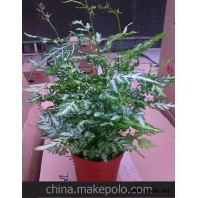 批发 室内花 迷你小盆栽夏雪银线蕨（90#） 蕨类植物