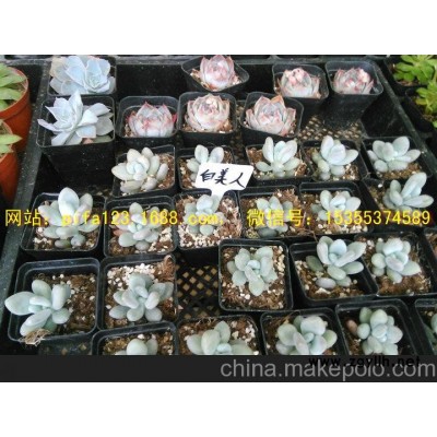 广州北京天津批发多肉植物价格/图片加盟盆景